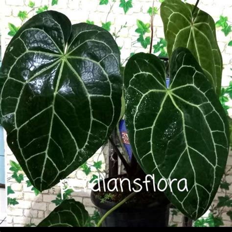 Jual Tanaman Hias Anthurium Kuping Gajah Daun Big Di Seller Perdians