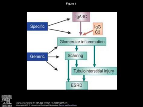 An Update On The Pathogenesis And Treatment Of Iga Nephropathy Ppt