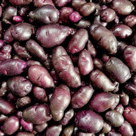 Potato Varieties - Catalog Page - Cultivariable