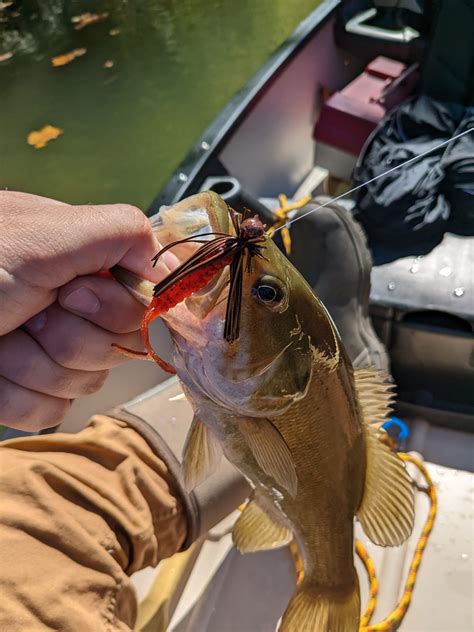 Bass Jigs A Complete Guide To The Best Bass Lure