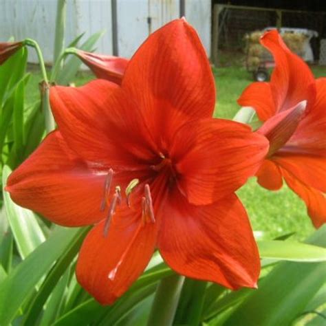 Amaryllis Lily Plant Buy Online India At Best Price On