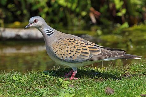 Turtle Dove Identification Guide Bird Spot