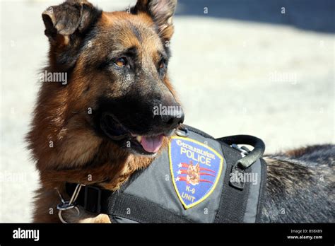 K9 badge hi-res stock photography and images - Alamy