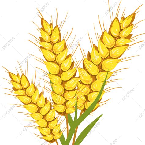 Plump Wheat PNG Vector PSD And Clipart With Transparent Background