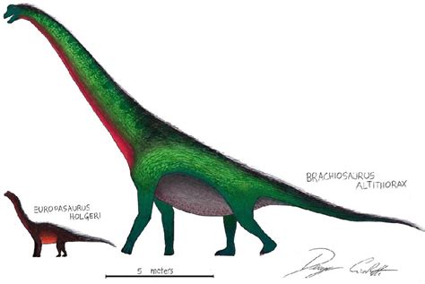 Europasaurus Pictures & Facts - The Dinosaur Database