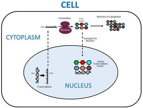 Subcellular Localisation Of The Stem Cell Markers Oct Sox Nanog