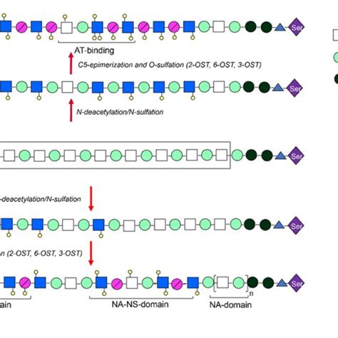 Structure Of Gags Structures Of Heparin Heparan Sulfate A