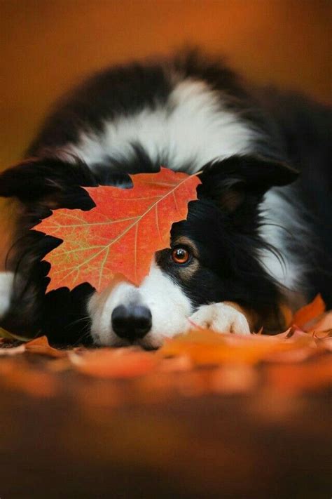 Pin by Марина Марина on доброе утро | Fall dog photos, Autumn animals ...