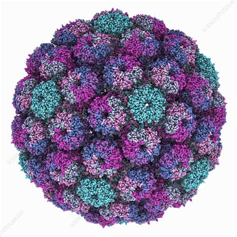 Merkel cell polyomavirus particle, illustration - Stock Image - C049 ...