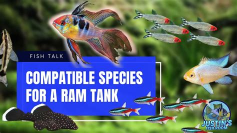 Compatible Ram Cichlids Tank Mates My Experience With Compatible