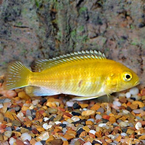 Electric Yellow Malawian African Cichlids Tropical Fish For Freshwater