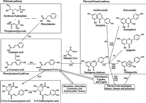 Fig 1 Schematic Of The Major Branch Pathways Of Polyphenol