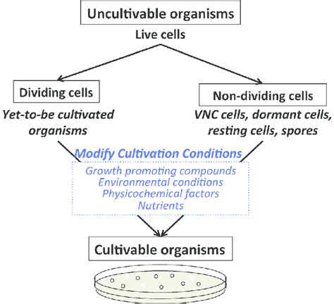 Cultivation Strategies Used To Grow Yet To Be Cultivated And