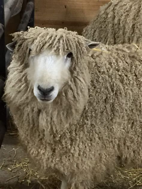 Leicester Longwool Sheep – Every Season Farm