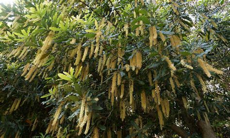 Macadamia Nut Tree: The Tropical Treat - Epic Gardening