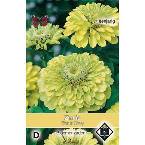 Zinnia Elegans Envy Double Seeds Large Flowers Forming Chartreuse