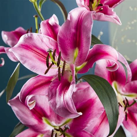 Oriental Bulbs Liliums Shop Online Now Oldboys Flowers