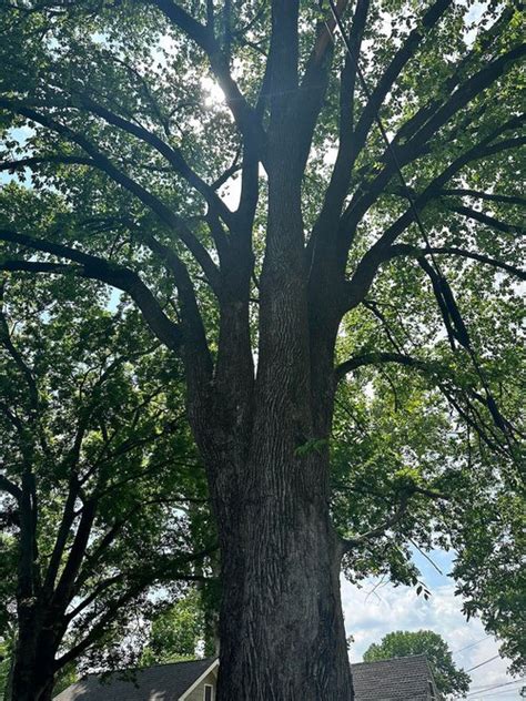 Tree Of The Month American Elm Colonial Spirit — Nashville Tree