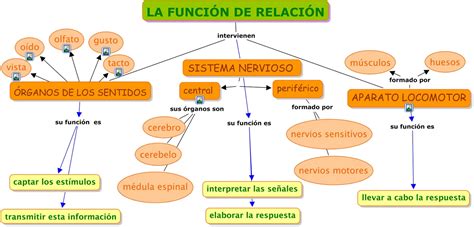 La Relaci N C Del Medio Primaria