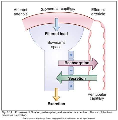 Glomerular Filtration Flashcards Quizlet