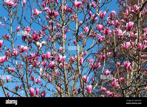 Magnolia Heaven Scent Stock Photo Alamy