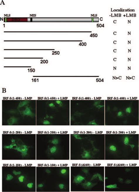 Mapping The Nes Of Irf A Schematic Representation Of Irf And