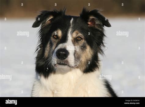 Border Collie Portrait Stock Photo Alamy