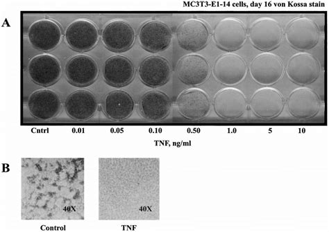 A Tnf Inhibits Osteoblast Differentiation Of Mc3t3 E1 14 Cells In A