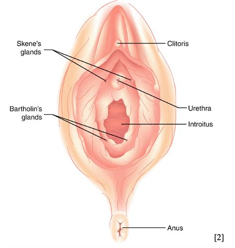 EmDOCs Net Emergency Medicine EducationEM 3AM Bartholins Abscess