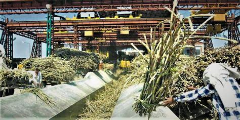 Sugarcane - List of The Various Cultivation process In India