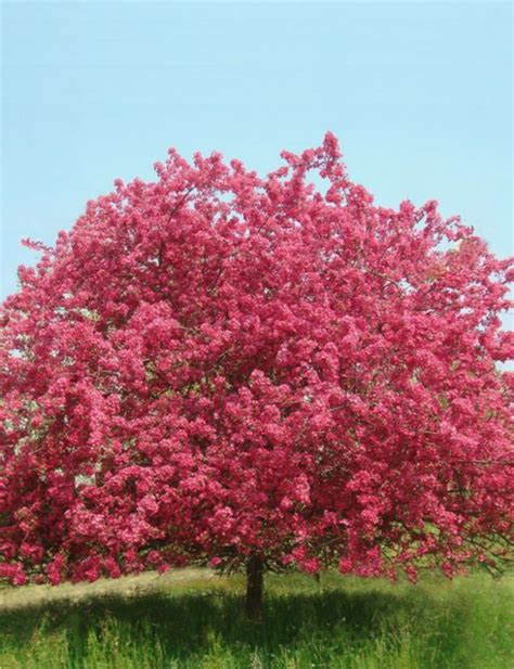 Prairie Fire Crabapple Tree Pictures / Malus 'Prairie Fire' | Prairie ...