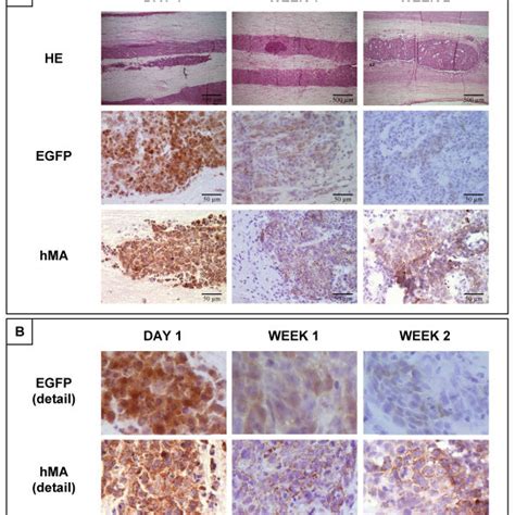 Transgene Expression Of Hmsc Nt Egfp Cell Transplants In Rat Spinal