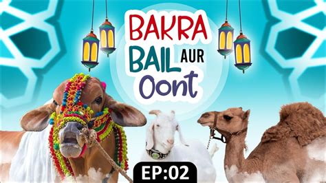 Bakra Bail Aur Oont Ep Bakra Eid Bakra Eid Special Video