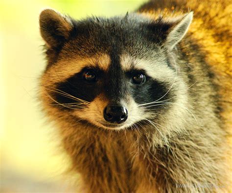 Raccoon Portrait 3 Raccoon Photo From Cortes Island British Columbia