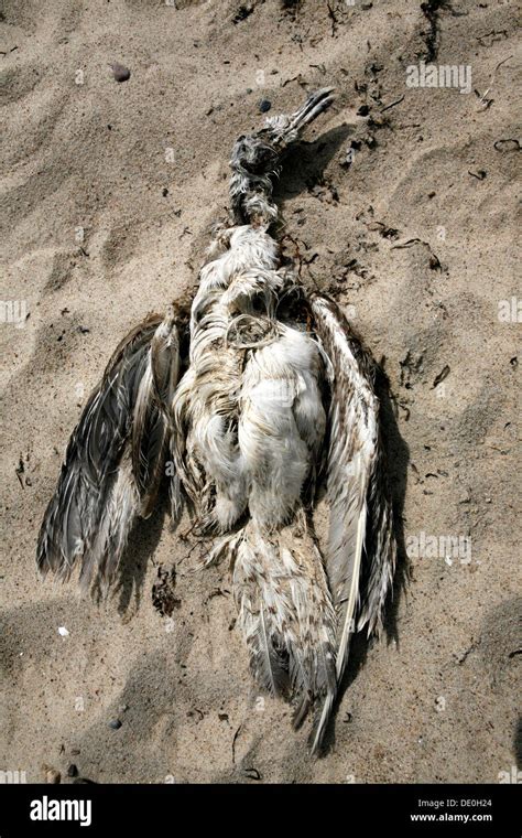 Dead Carcass Seagull Sea Hi Res Stock Photography And Images Alamy