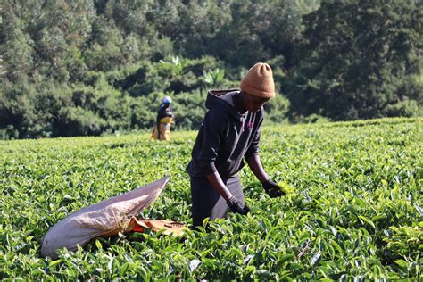 KENYA: Kericho and the tea plantations | Africanlanders