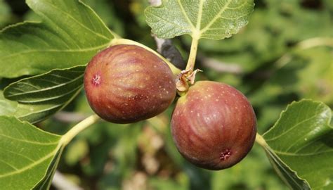 Brown Turkey Fig Tree Easy Guide For Successful Growing Rennie Orchards