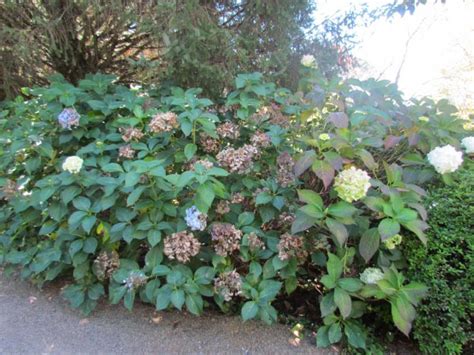 Hydrangea Macrophylla Big Leaf Hydrangea Plant Photos And Information