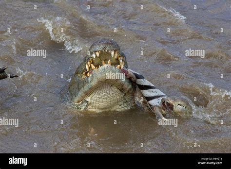 Nile Crocodile Crocodylus Niloticus Hungry Adult Finishing Off Zebra