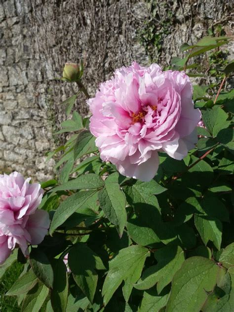 Fleuriste Isabelle Feuvrier A Pontivy 56