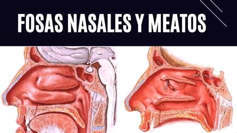 Explicaci N De Fosas Nasales Y Meatos Youtube