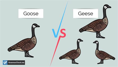 Gooses or Geese - Which Is Correct?