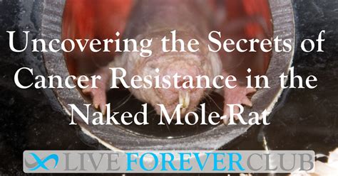 Uncovering The Secrets Of Cancer Resistance In The Naked Mole Rat