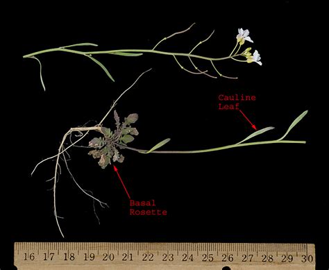 Astragalus Gilviflorus