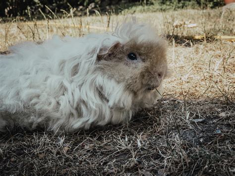 My majestic alpaca guinea pig : r/guineapigs