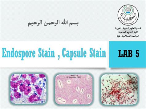 PPT - Endospore Staining PowerPoint Presentation, free download - ID ...