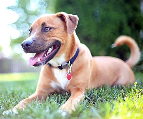 mixed dog breeds