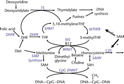 Simplified Scheme Of Folate Metabolism And One Carbon Transfer