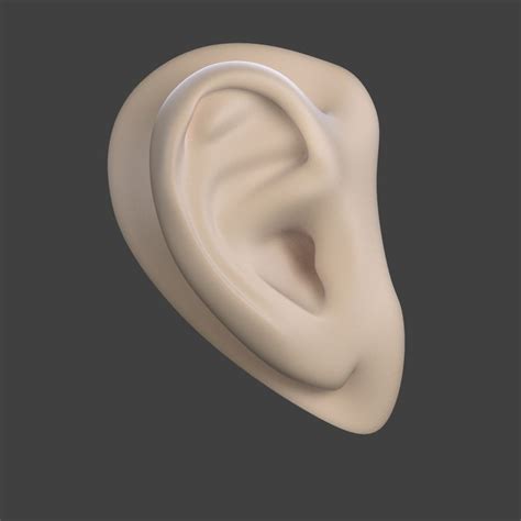 free human ear 3d model