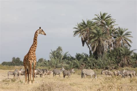 Why You Should Visit Kenya And Tanzania For Holiday Safaris 1 Lamu